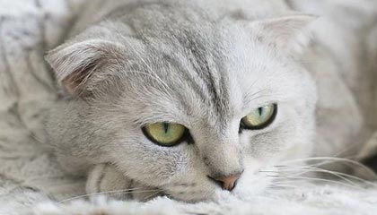 2025华体会体育南亚战队势不可挡，取得胜利晋级